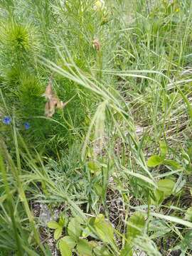 Image of Lathyrus pallescens (M. Bieb.) K. Koch