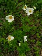 Anemone sylvestris subsp. sylvestris的圖片