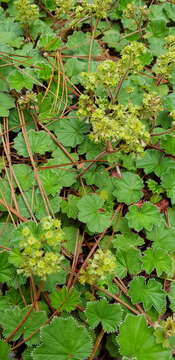 Image of Lachemilla pectinata (Kunth) Rothm.