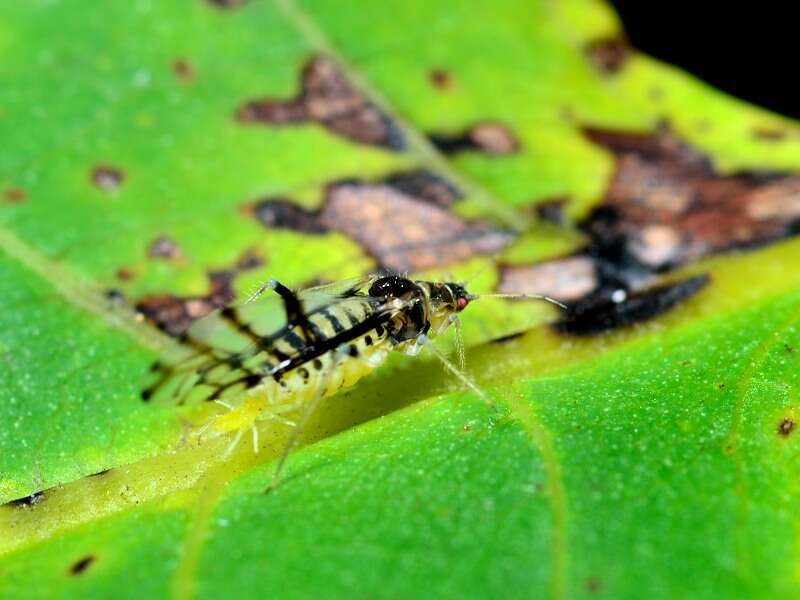 Image of Aphid