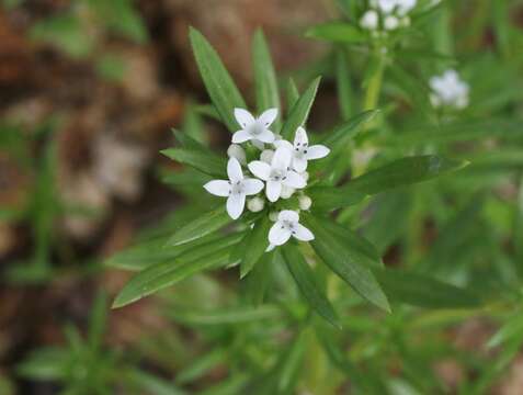 Image of mountain saucerflower