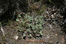 Image of Pelargonium ovale (Burm. fil.) L'Her.