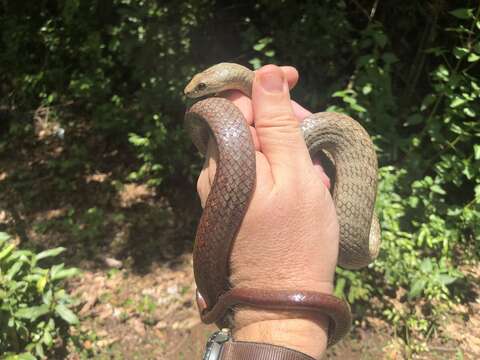 Image of Tiny Night Snake