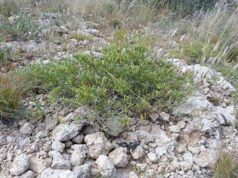 Image de Tetraena cylindrifolia (Schinz) Beier & Thulin