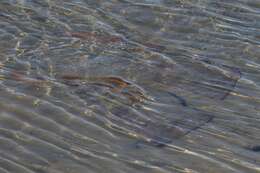 Image of Guitarfish