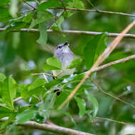 Image of Slate-headed Tody-Flycatcher