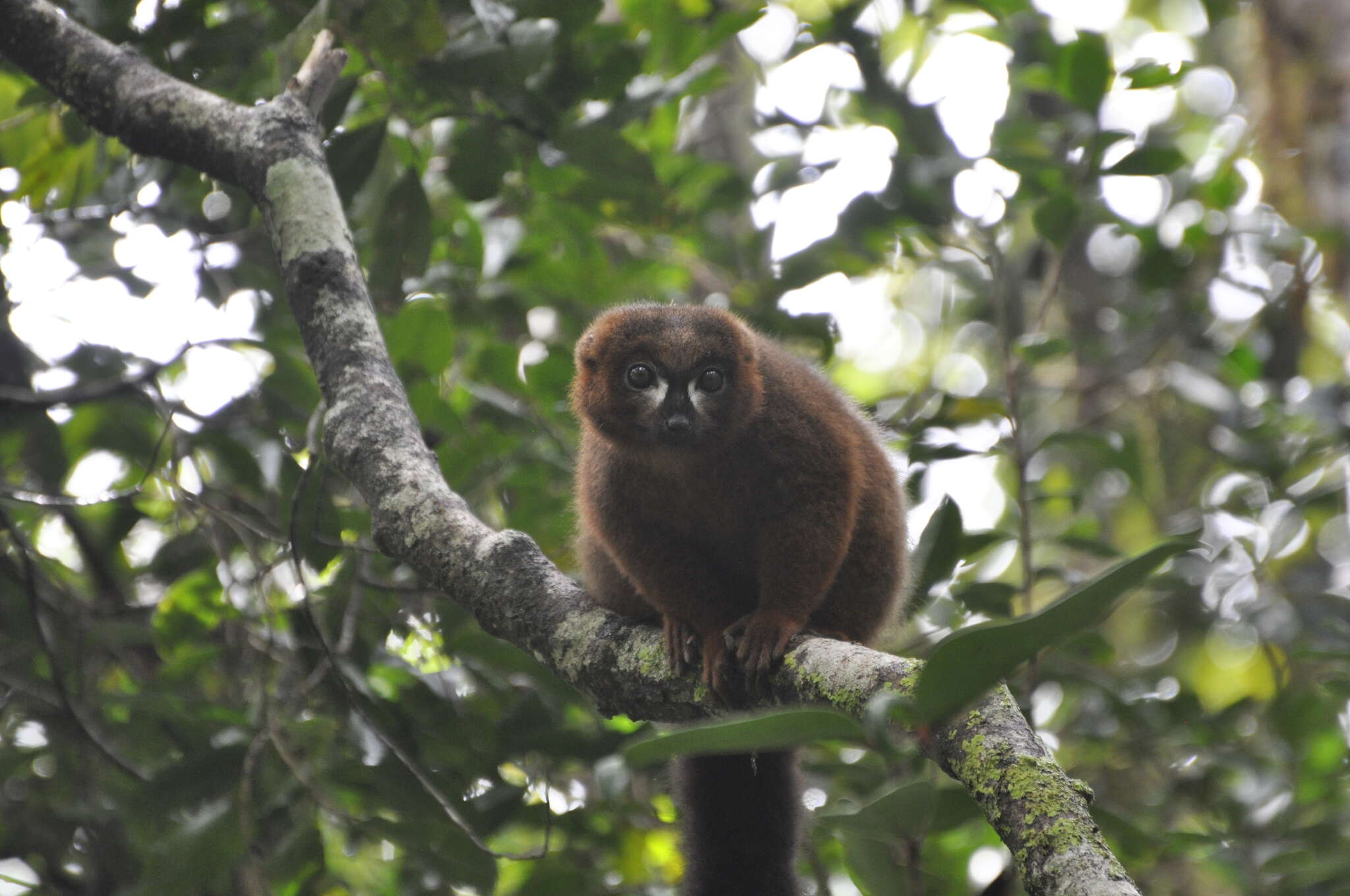 Image of Red-bellied Lemur