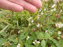 Image of Euphrasia hyperborea Joerg.