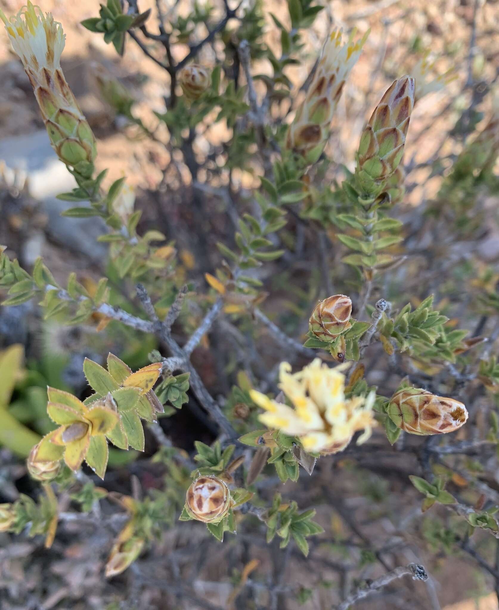 Image of Pteronia hutchinsoniana Compton