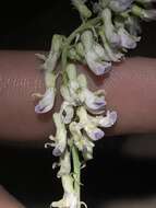 صورة Astragalus bisulcatus var. major (M. E. Jones) S. L. Welsh