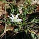 Image of Ornithogalum exscapum Ten.