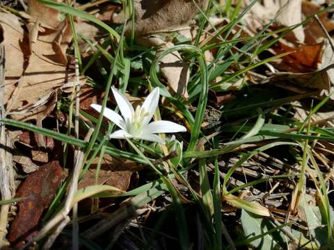 Image de Ornithogalum exscapum Ten.