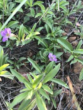 Imagem de Dyschoriste linearis var. schiedeana (Nees) B. L. Turner