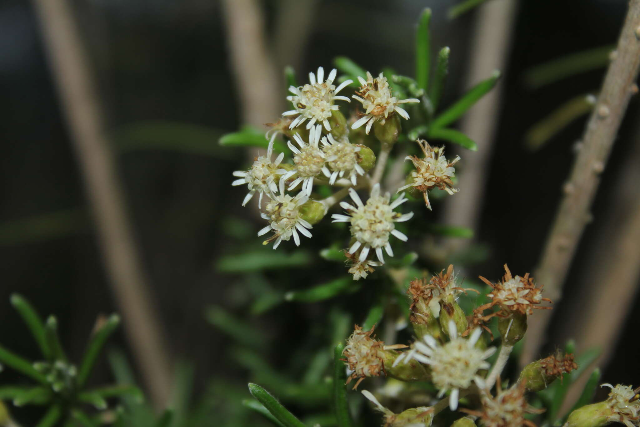 Image of Diplostephium rosmarinifolium (Benth.) Wedd.