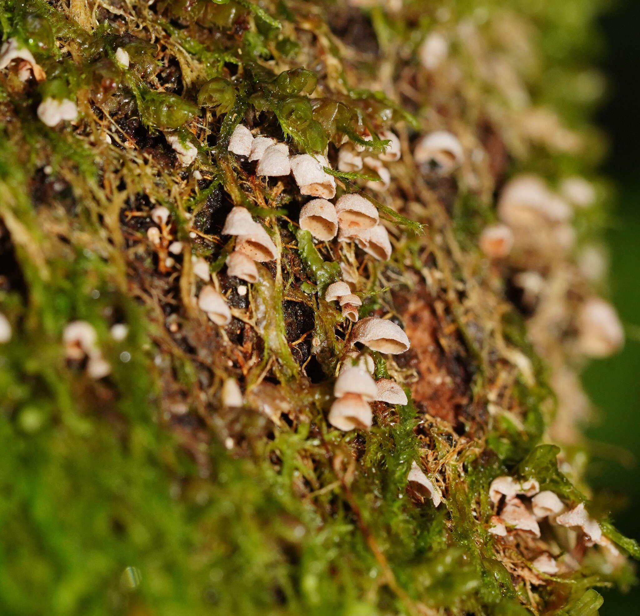 Image de Chromocyphellaceae