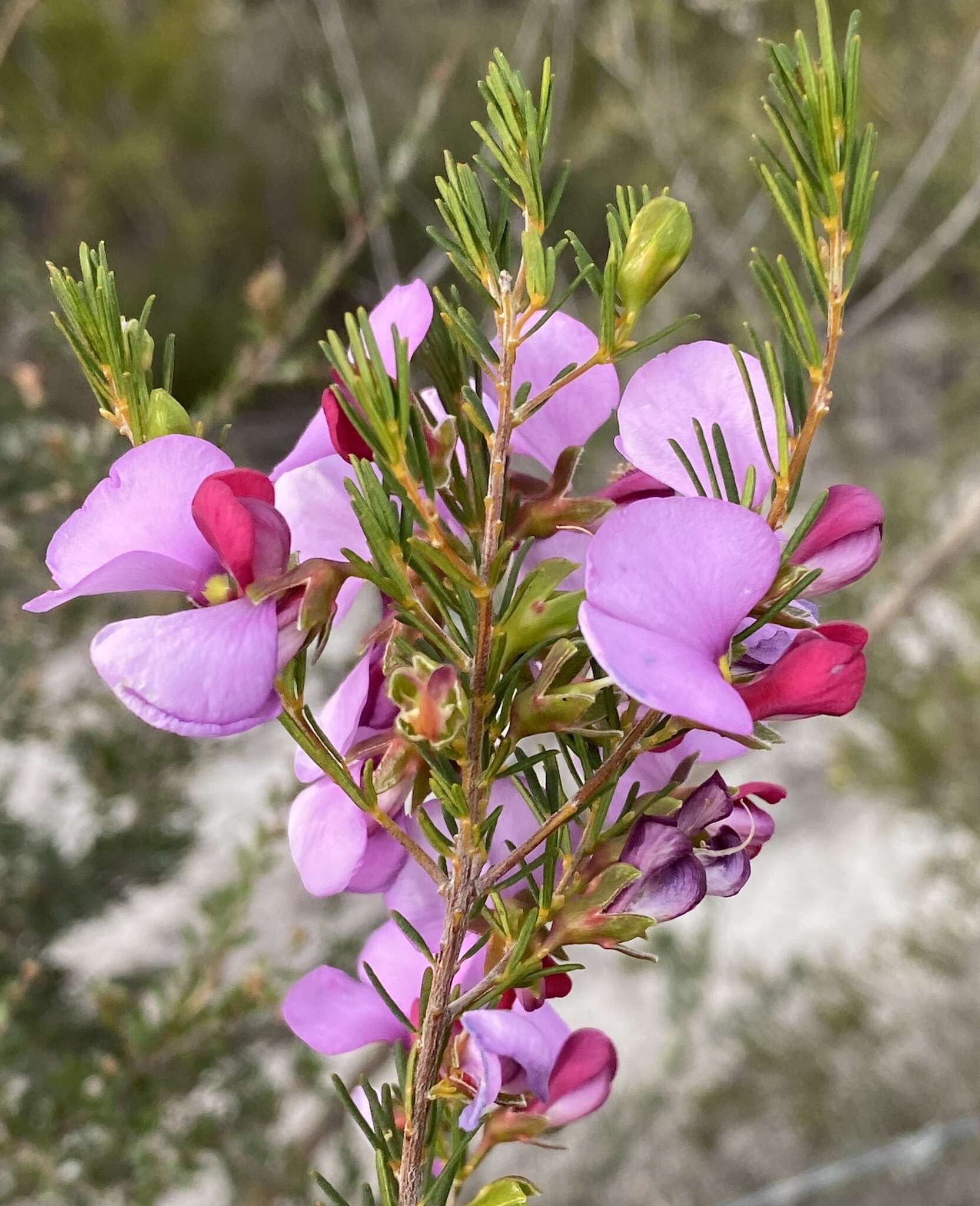 Слика од Gompholobium scabrum Sm.