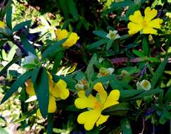 Image of Hibbertia saligna R. Br. ex DC.