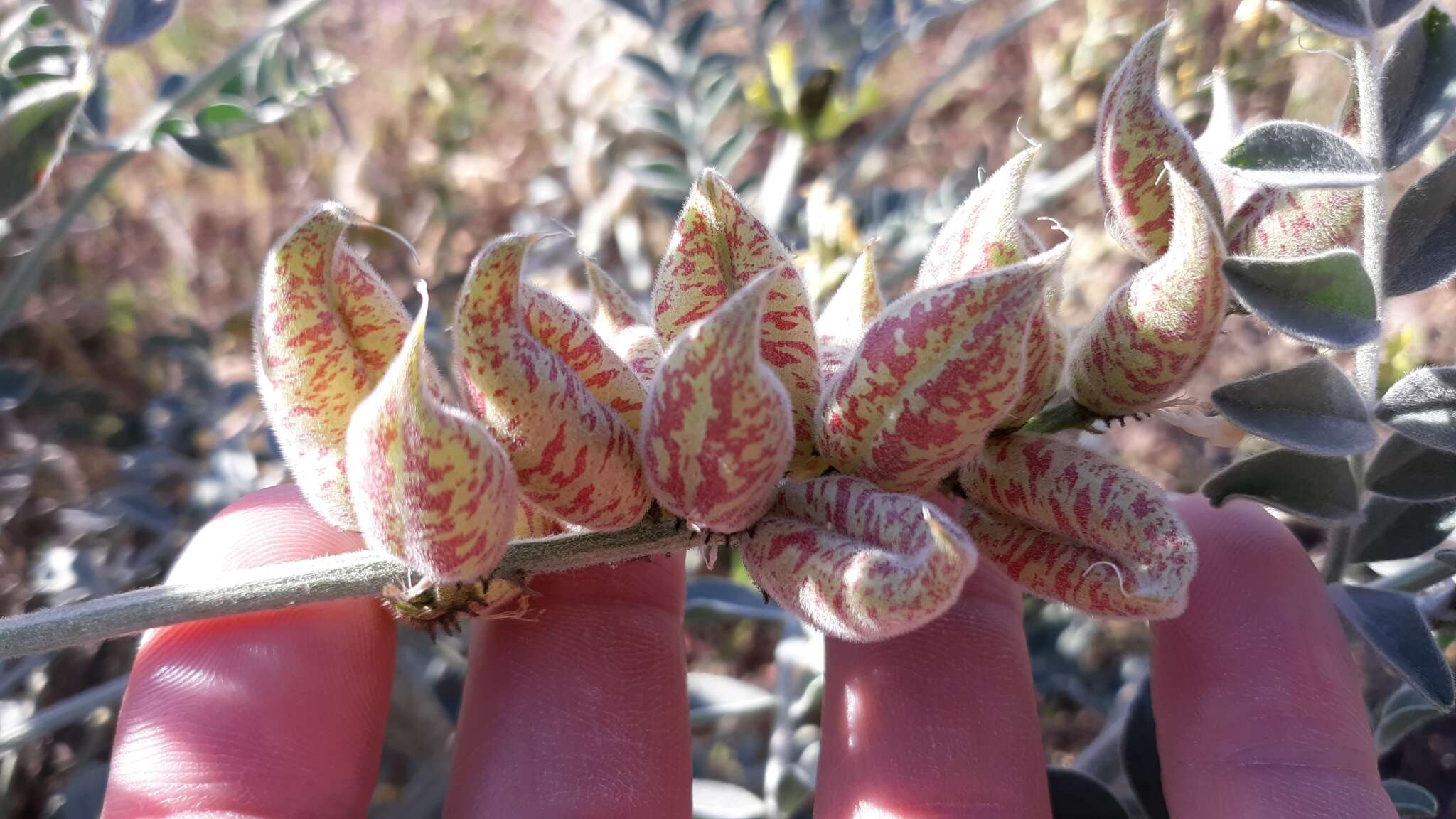 Astragalus lentiginosus var. nigricalycis M. E. Jones的圖片