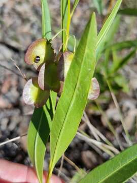 Image of Dodonaea lanceolata F. Müll.