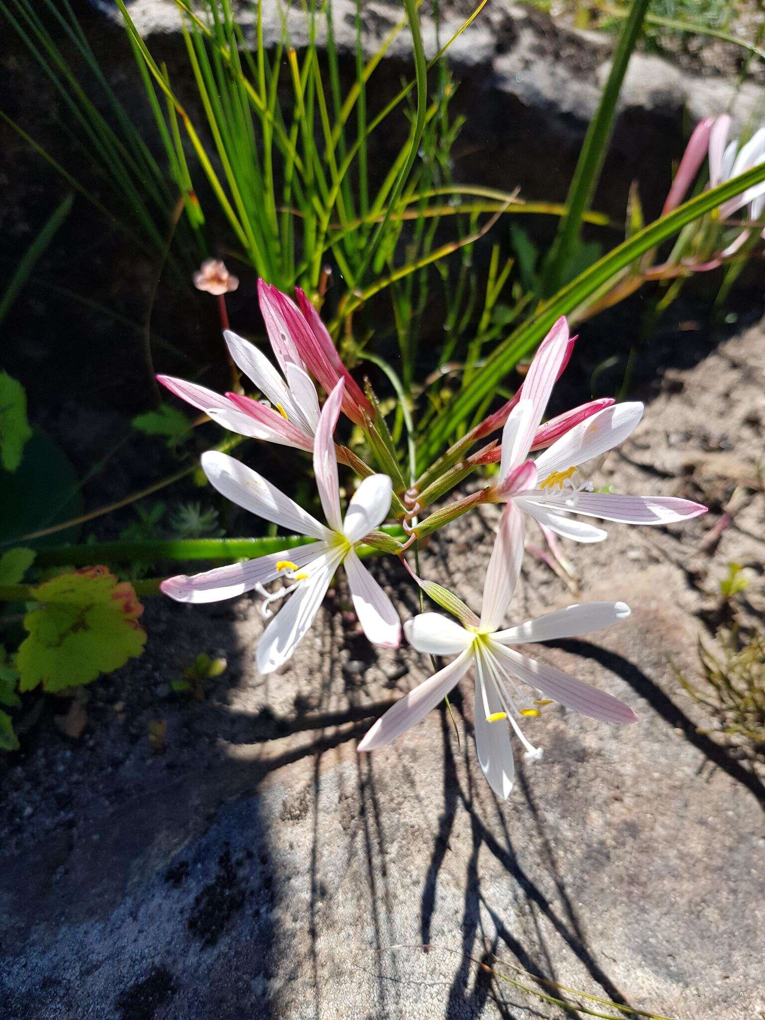 Image of Geissorhiza confusa Goldblatt