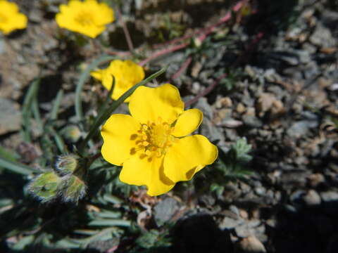 Image of Potentilla sericea L.