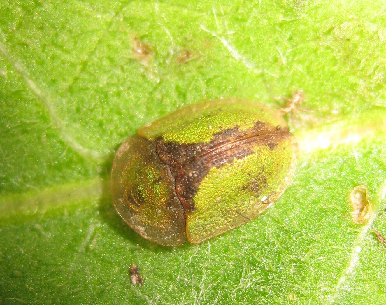 Imagem de Cassida (Cassida) vibex Linnaeus 1767