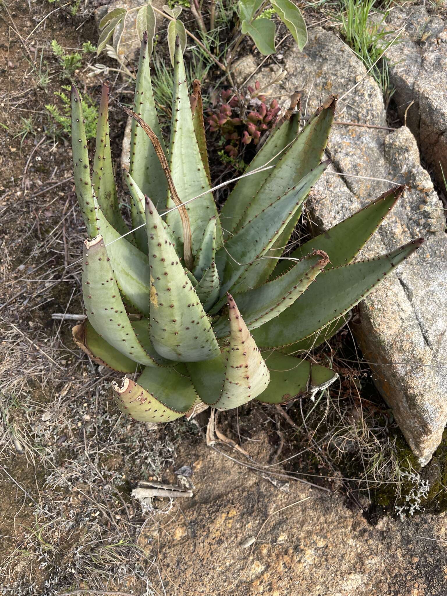 Image of Nespruit rock aloe