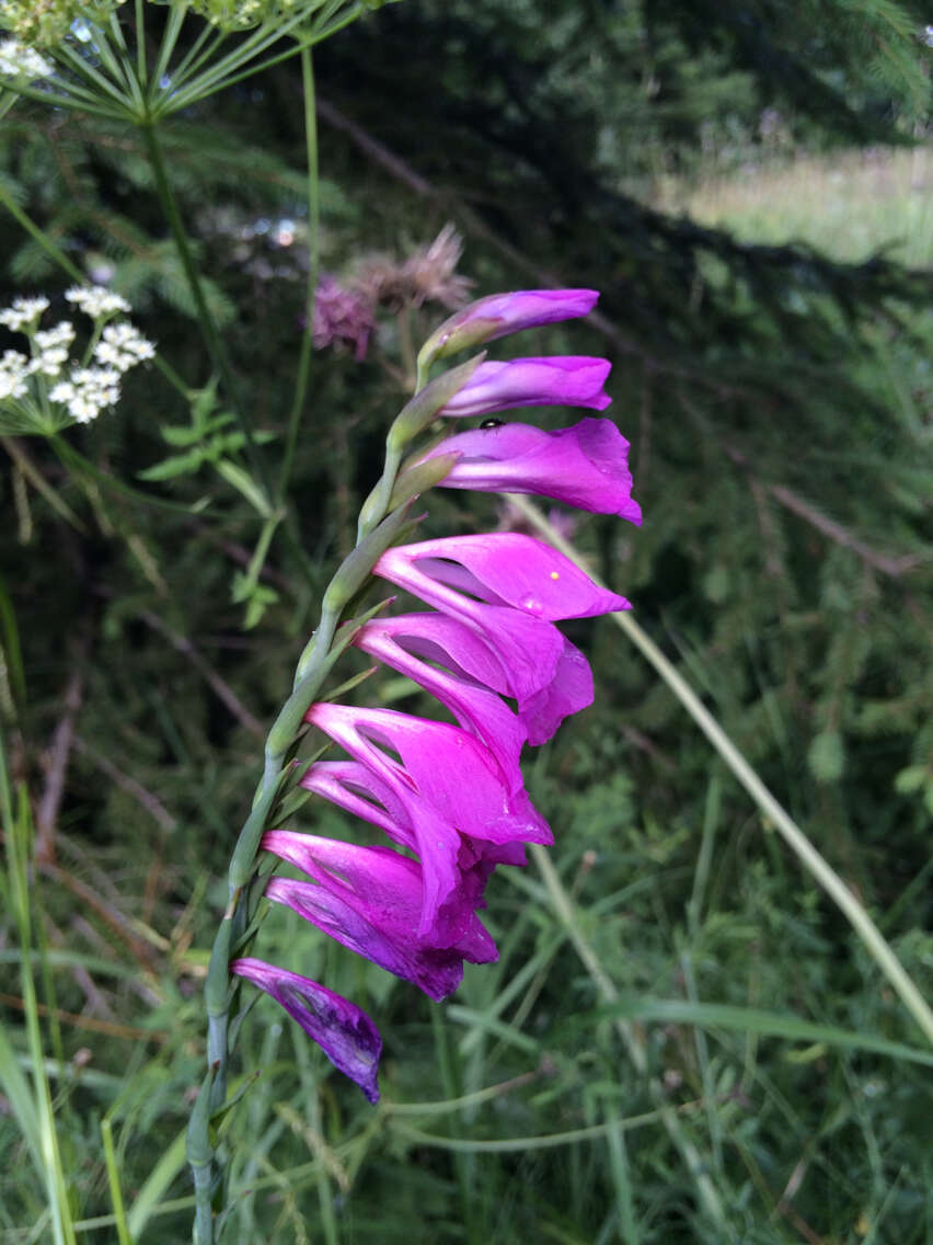 Слика од Gladiolus imbricatus L.