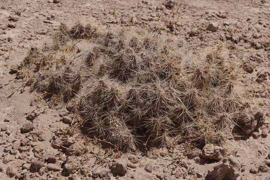 Imagem de Tephrocactus weberi (Speg.) Backeb.