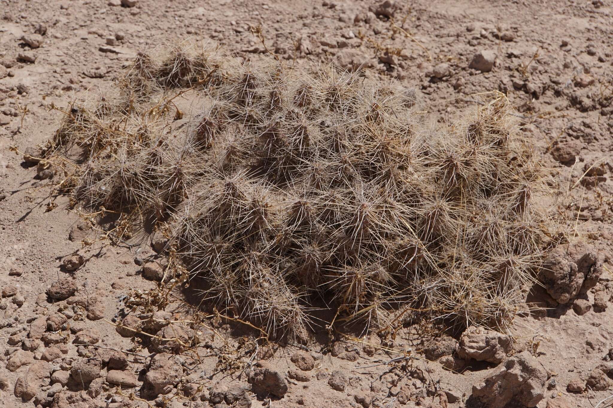 Image of Tephrocactus weberi (Speg.) Backeb.