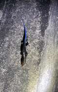 Image of Vietnam Skink