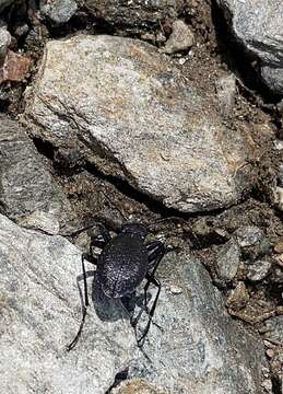 Image of Carabus (Megodontus) planicollis Küster 1846