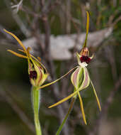 Image of Clubbed spider orchid