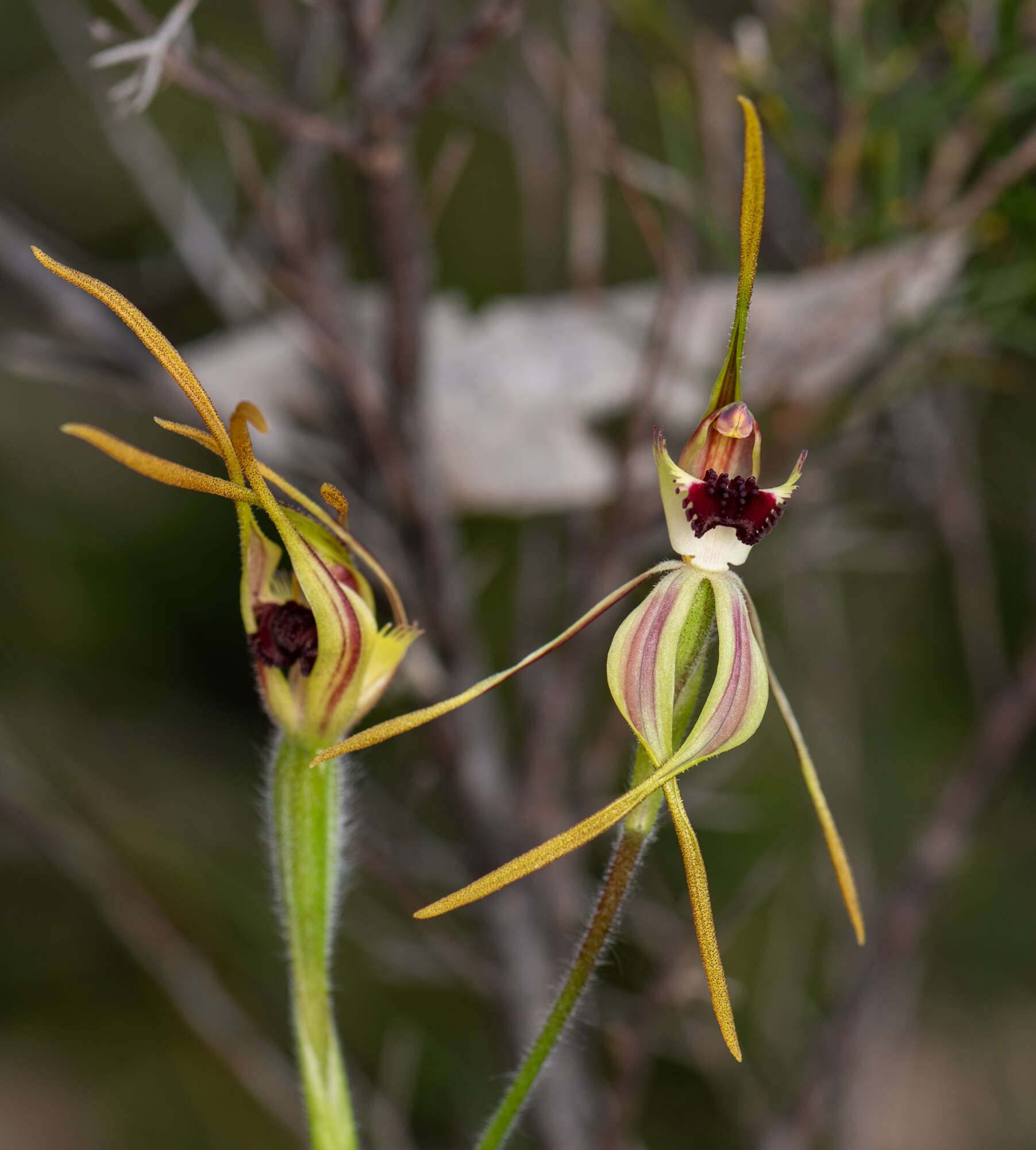 Image of Clubbed spider orchid