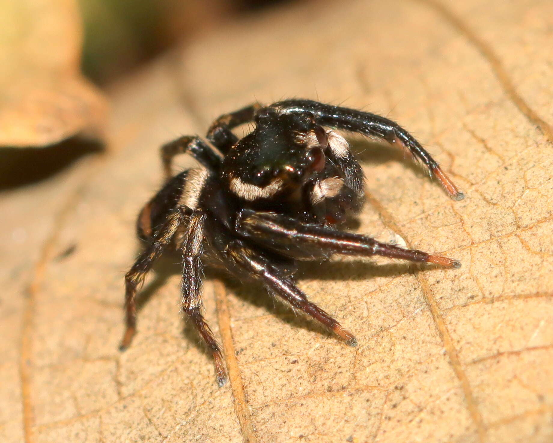 Image of Rumburak laxus (Zhang & Maddison 2012)