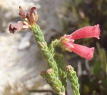 Image of Erica strigilifolia var. strigilifolia