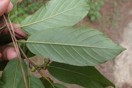 Image of Carolina False Buckthorn