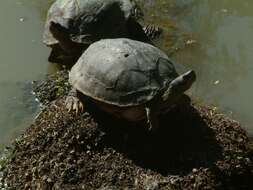 Image of Indian Roofed Turtle