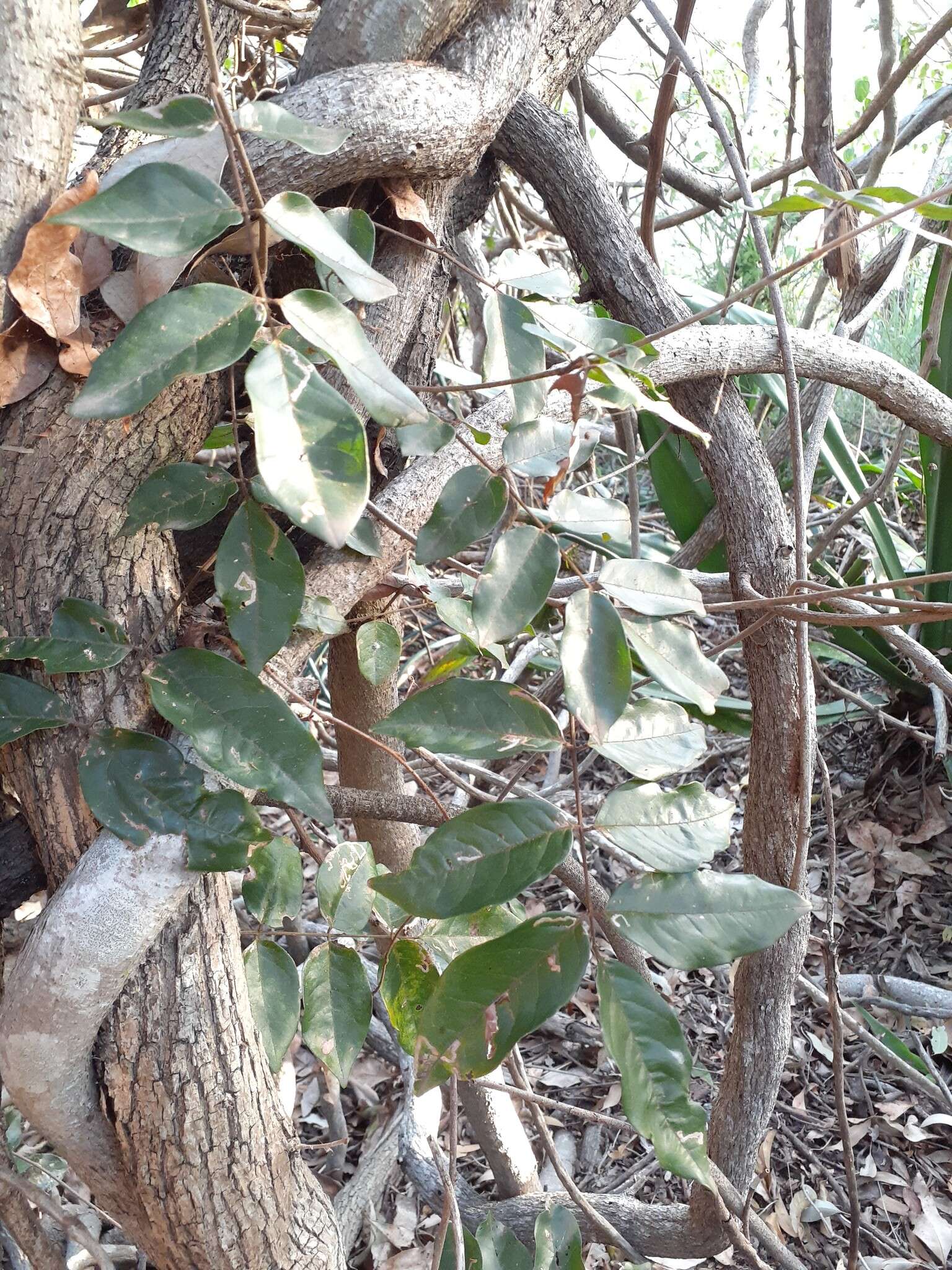 Plancia ëd Austrosteenisia blackii (F. Muell.) R. Geesink