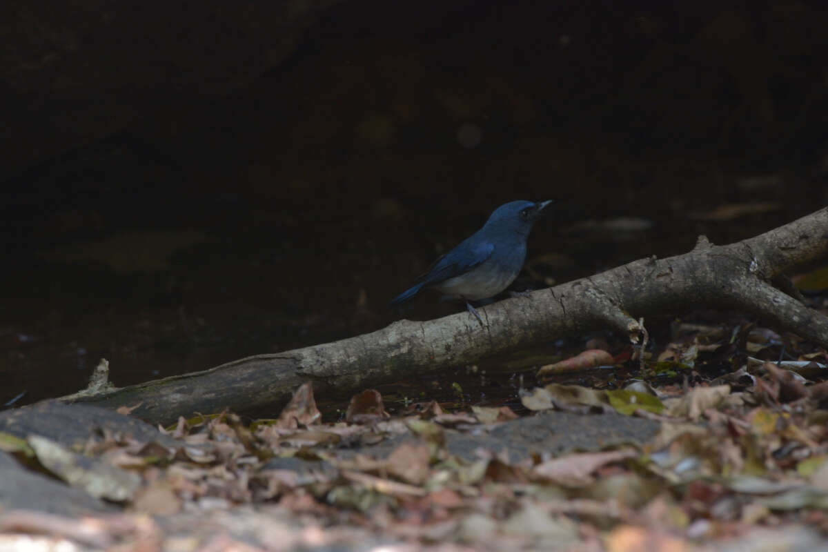 Image of White-bellied Blue Flycatcher