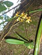 Image of mule-ear orchid