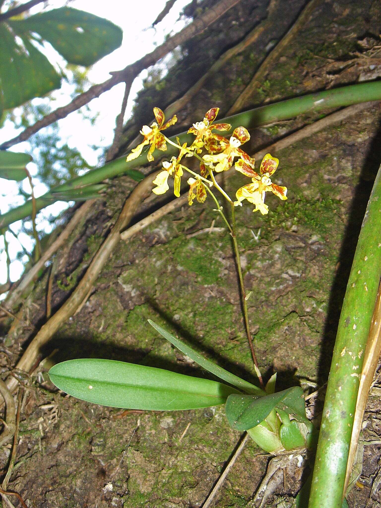 Image of mule-ear orchid