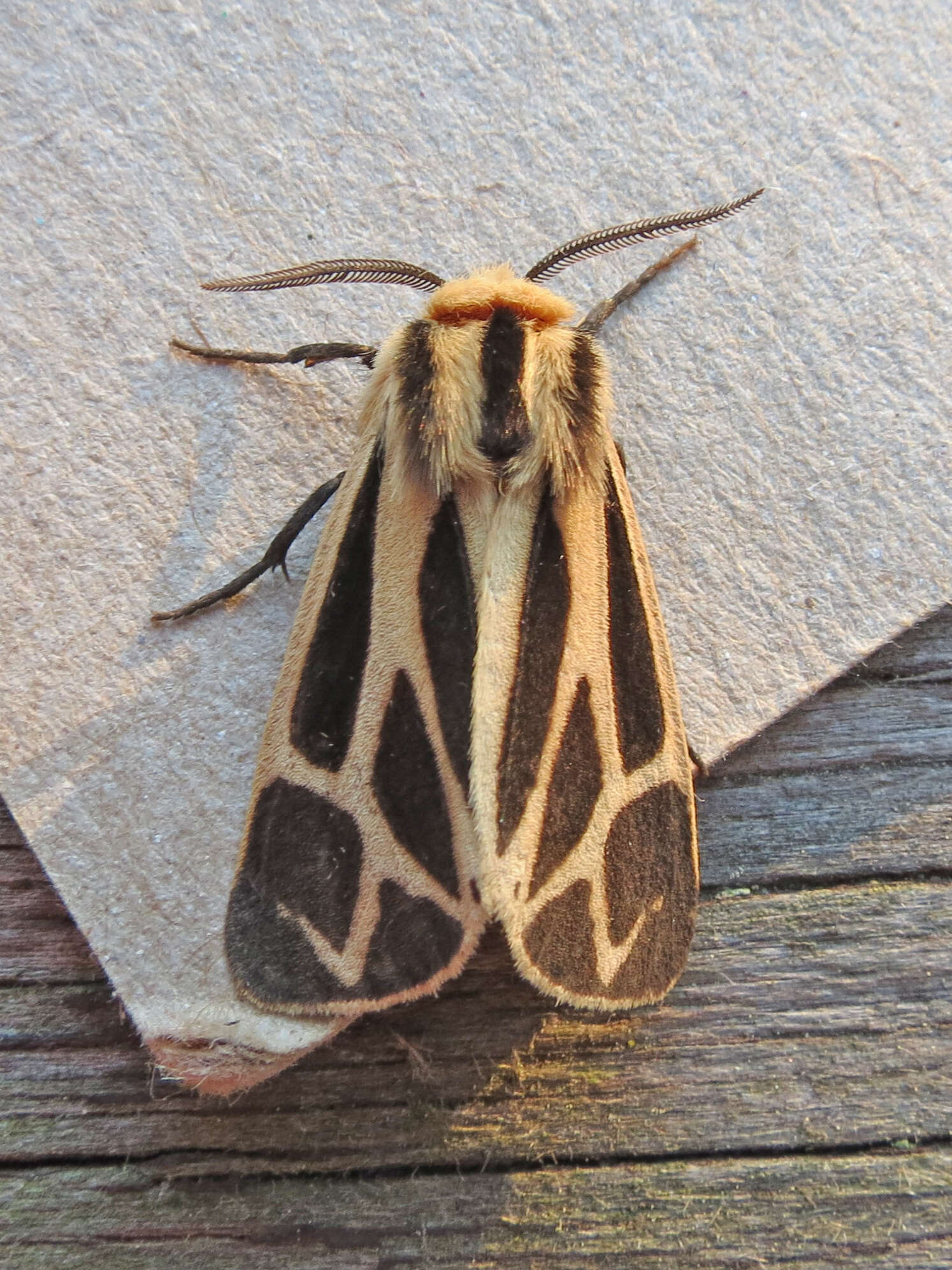 Image of Nais Tiger Moth