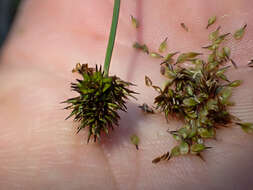 Image of Thick-Head Sedge