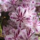 Image of Ptilotus stirlingii subsp. stirlingii