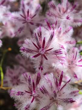 Image of Ptilotus stirlingii (Lindley) F. Müll.