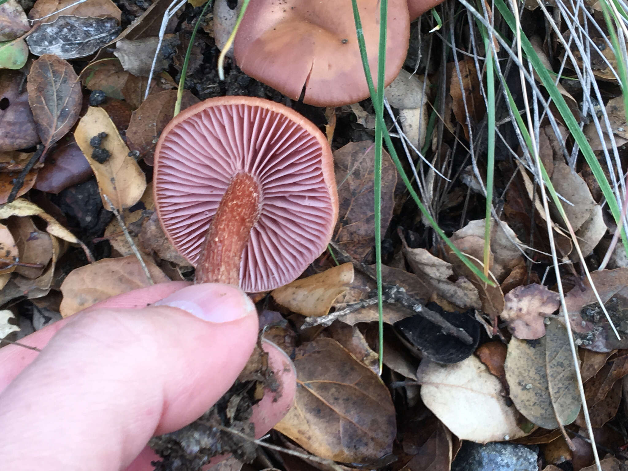 Image of Western Amethyst Deceiver