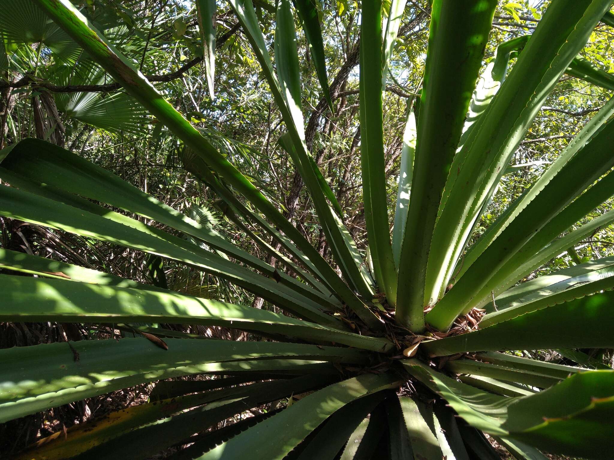 Furcraea guatemalensis Trel.的圖片