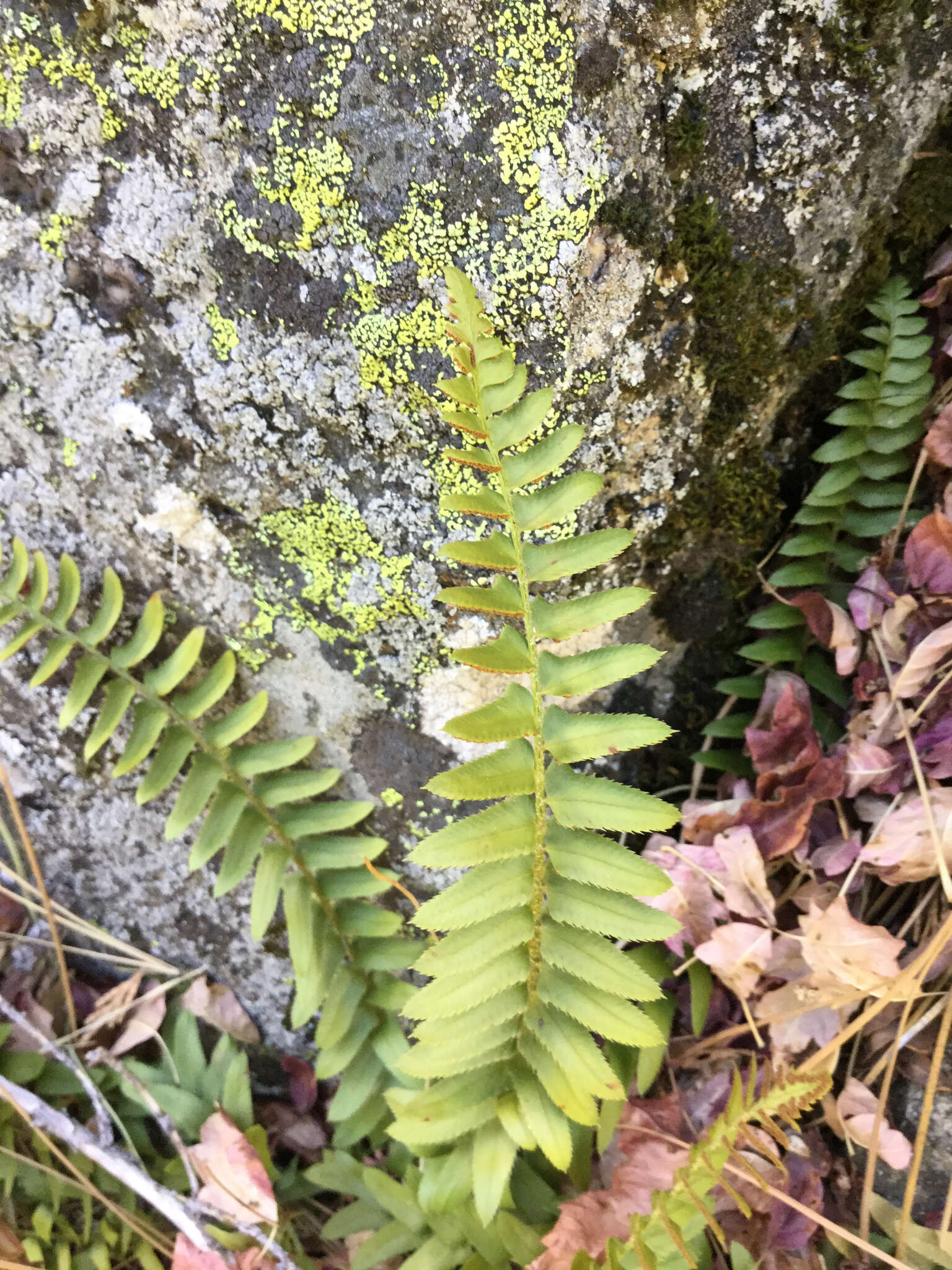 Image of narrowleaf swordfern