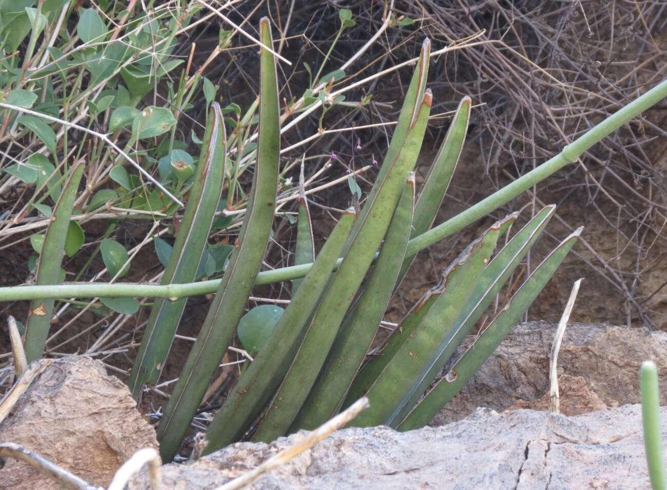 Image de Sansevieria aethiopica Thunb.